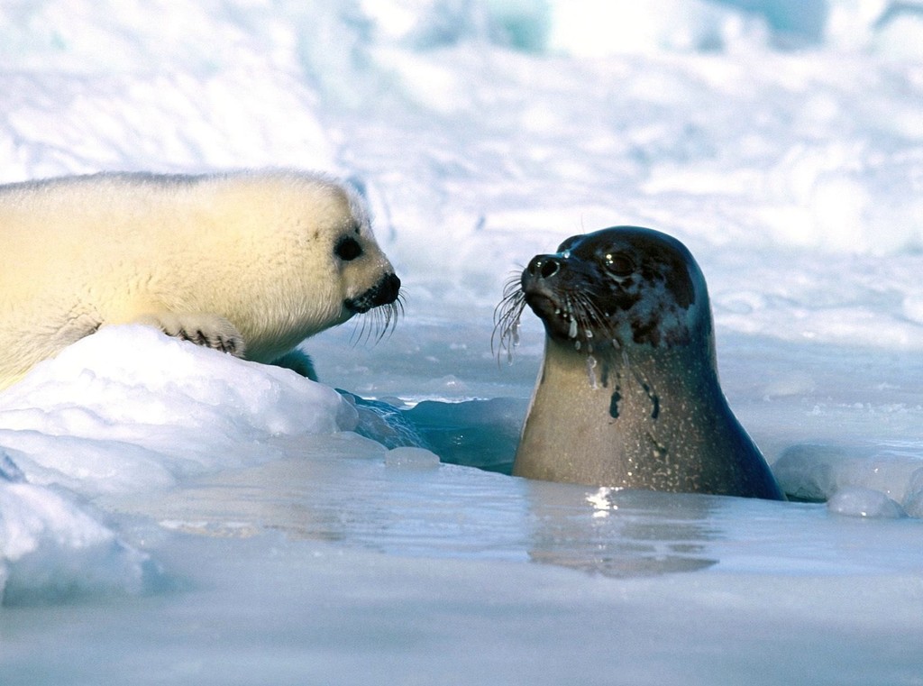 Harp Seal
