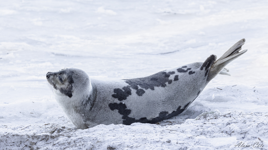 Harp Seal