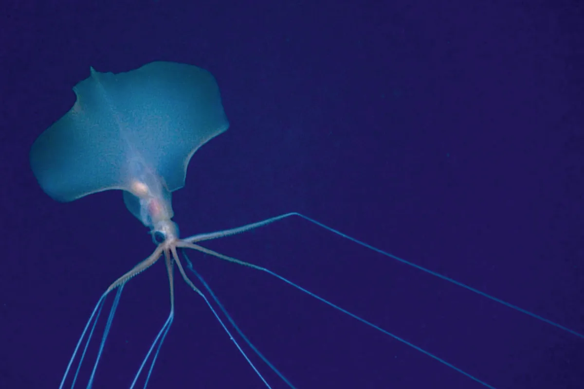 Pacific Bigfin Squid