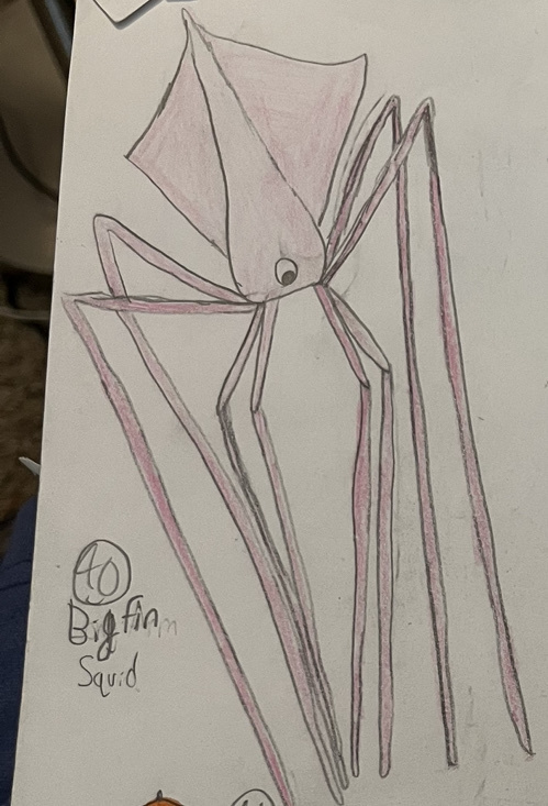 Pacific Bigfin Squid