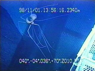 Pacific Bigfin Squid