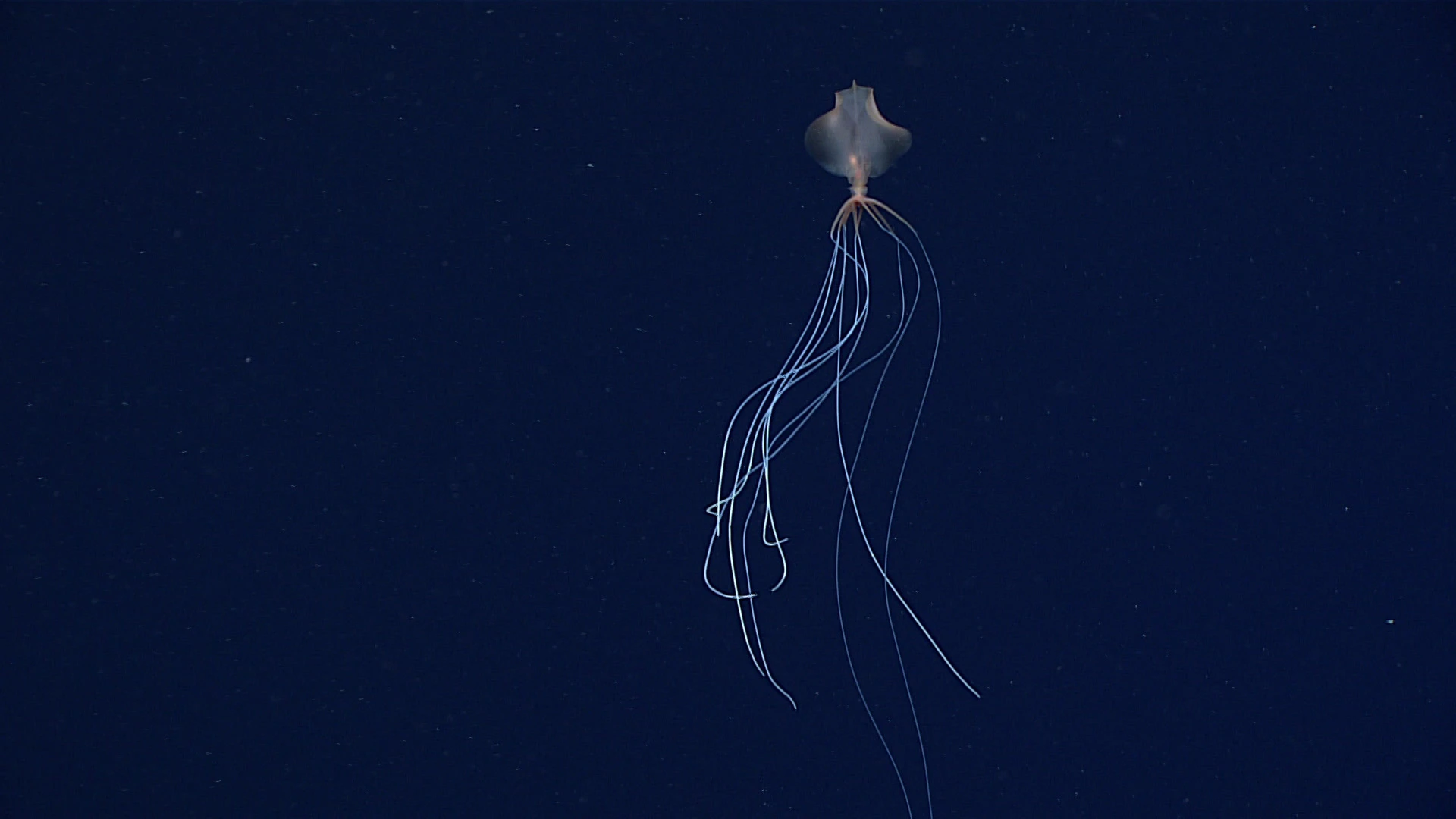 Pacific Bigfin Squid