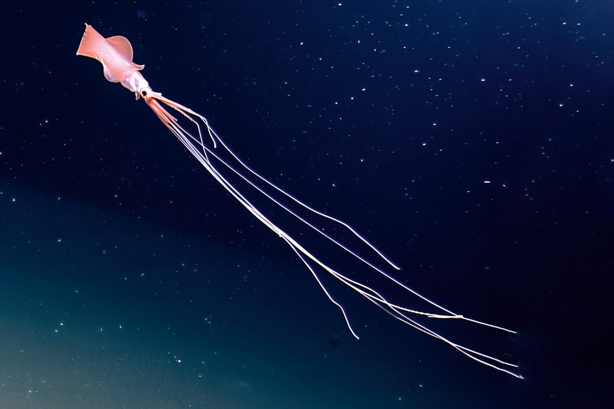 Pacific Bigfin Squid
