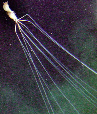 Pacific Bigfin Squid