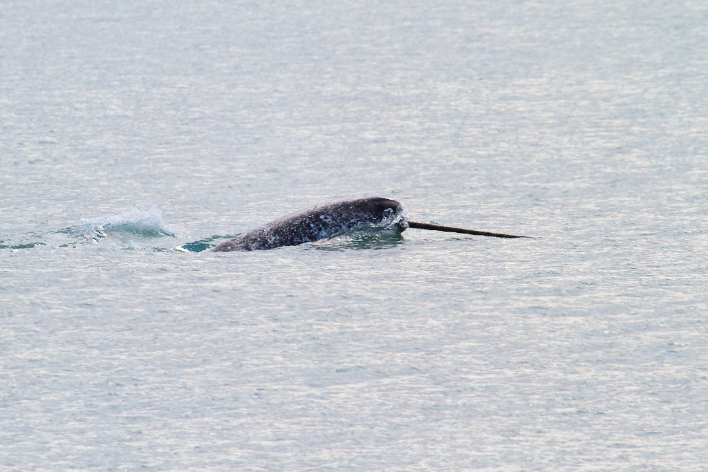 Narwhal