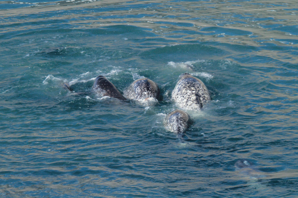 Narwhal