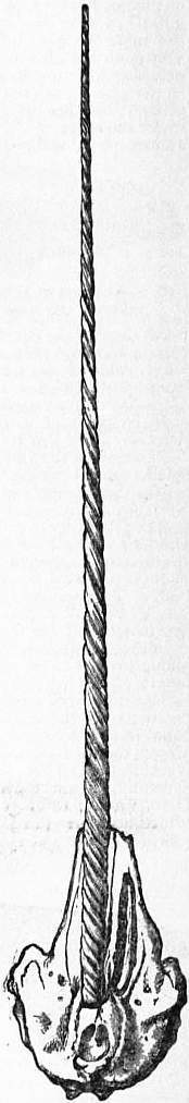 Narwhal