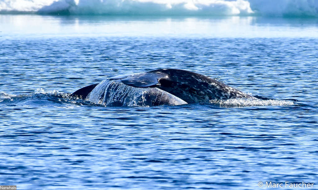 Narwhal