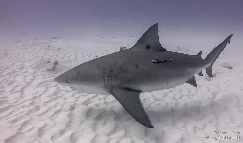 Bull Shark
