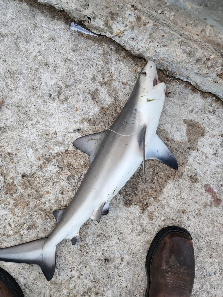 Bull Shark
