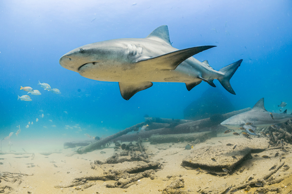 Bull Shark