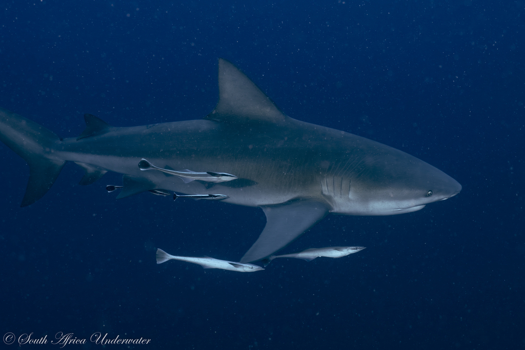 Bull Shark