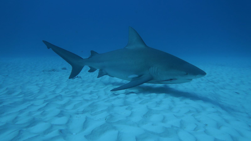 Bull Shark