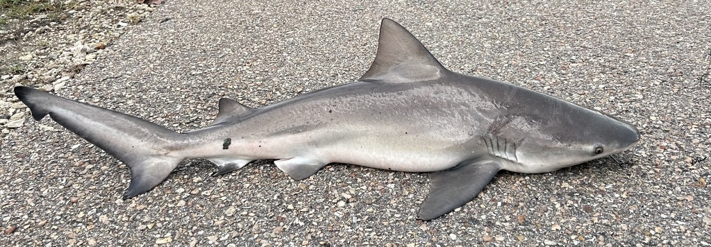 Bull Shark