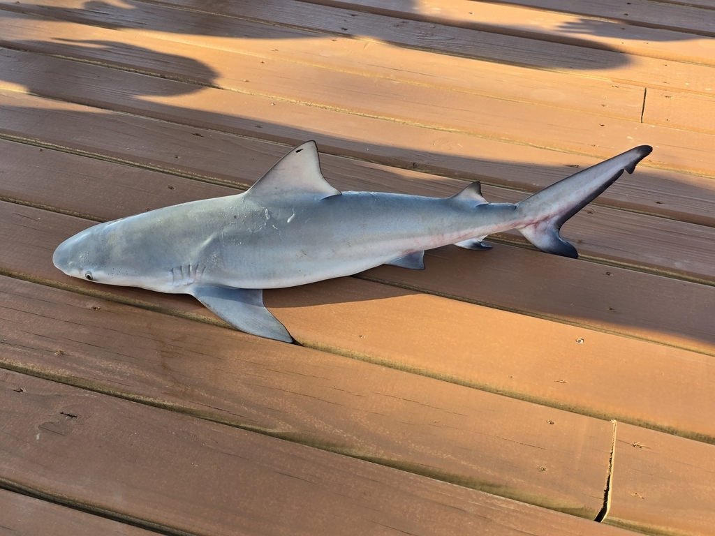 Bull Shark