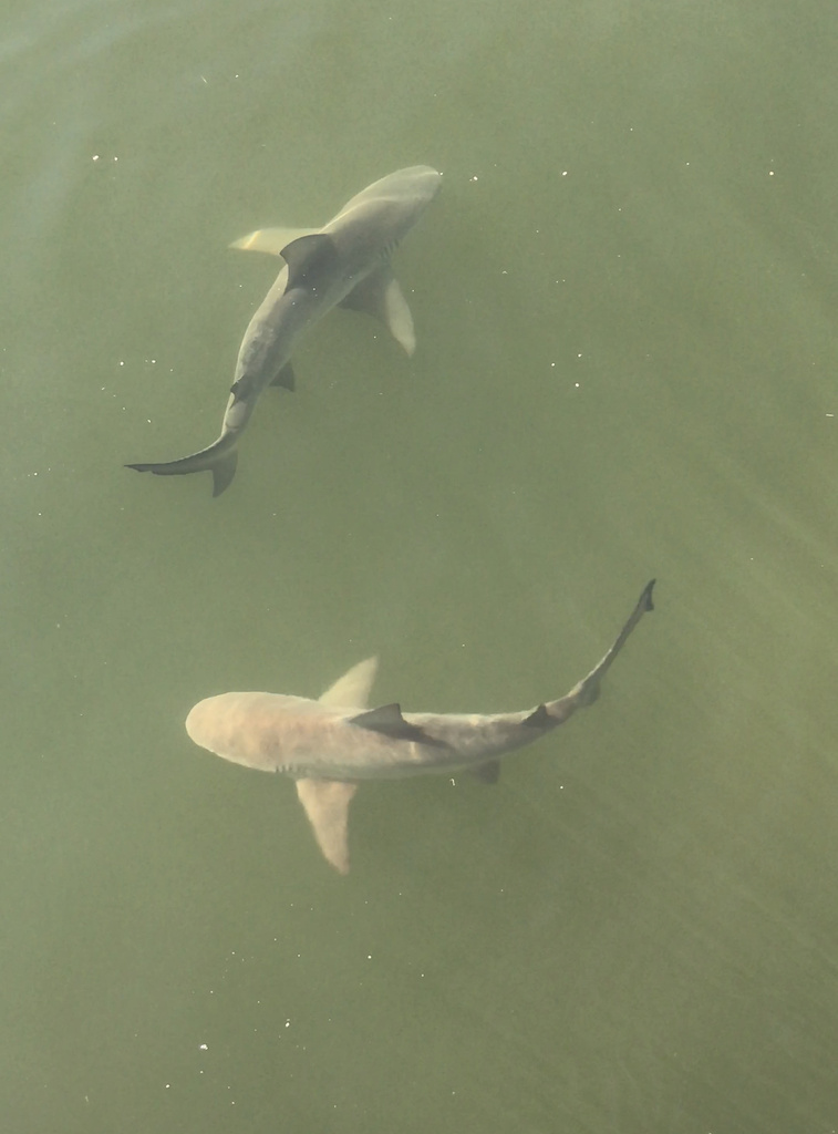 Bull Shark