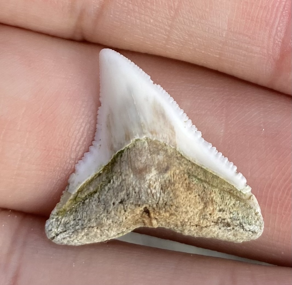 Bull Shark
