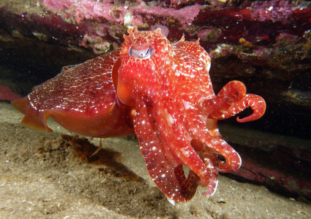 Seiche géante australienne