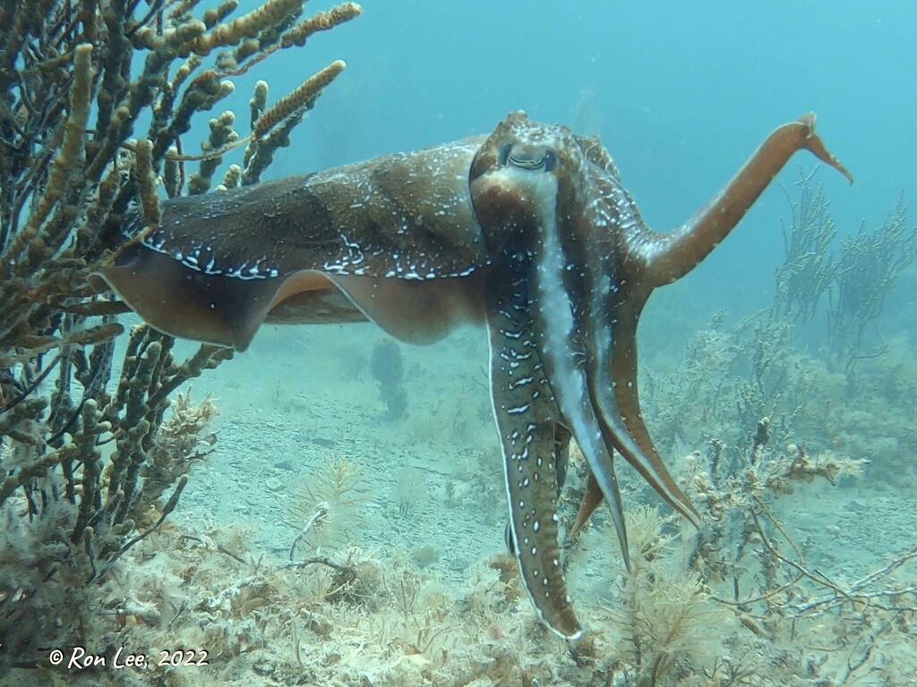 Seiche géante australienne