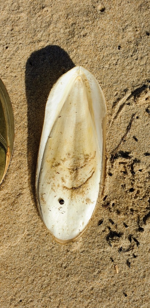 Seiche géante australienne