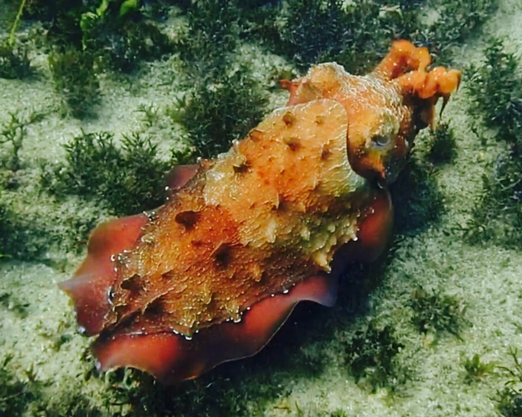Seiche géante australienne