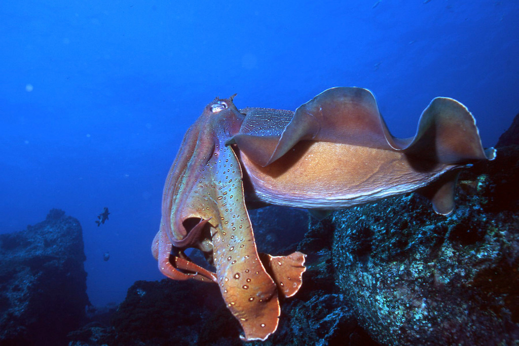 Seiche géante australienne
