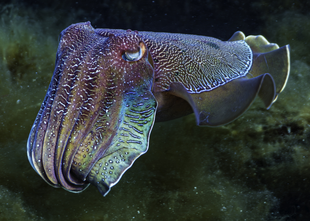 Seiche géante australienne