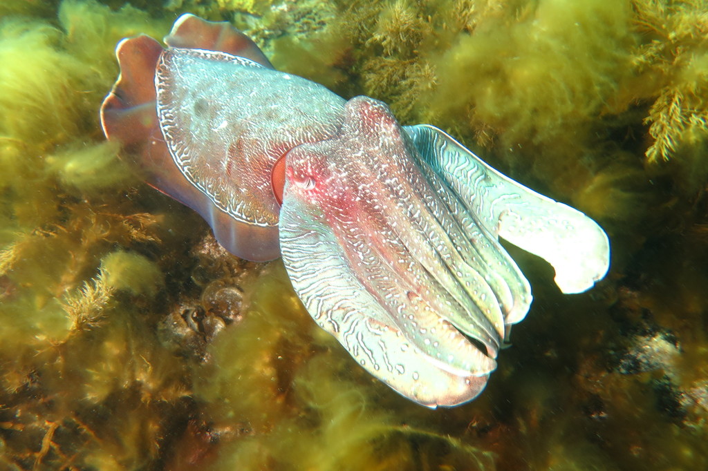 Seiche géante australienne