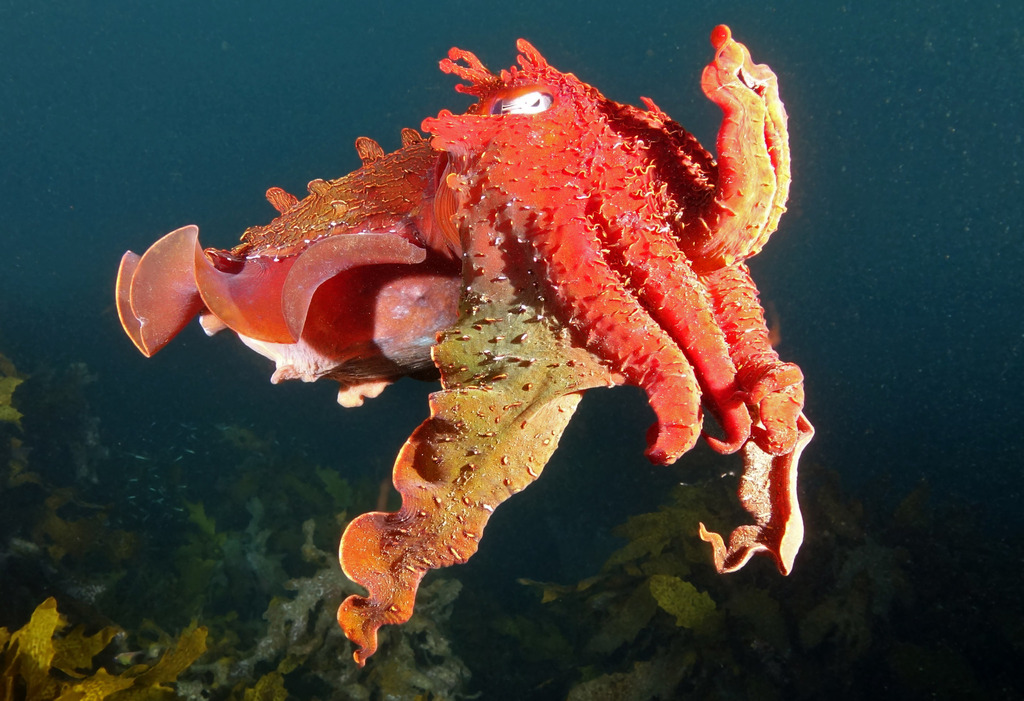 Seiche géante australienne