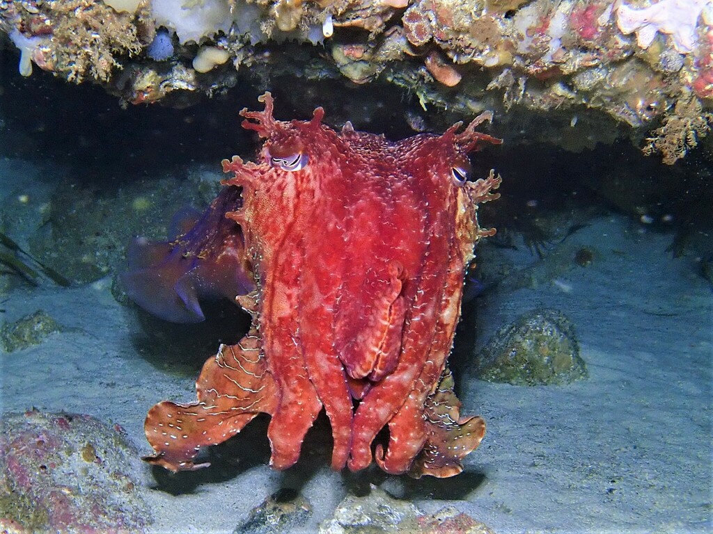Seiche géante australienne