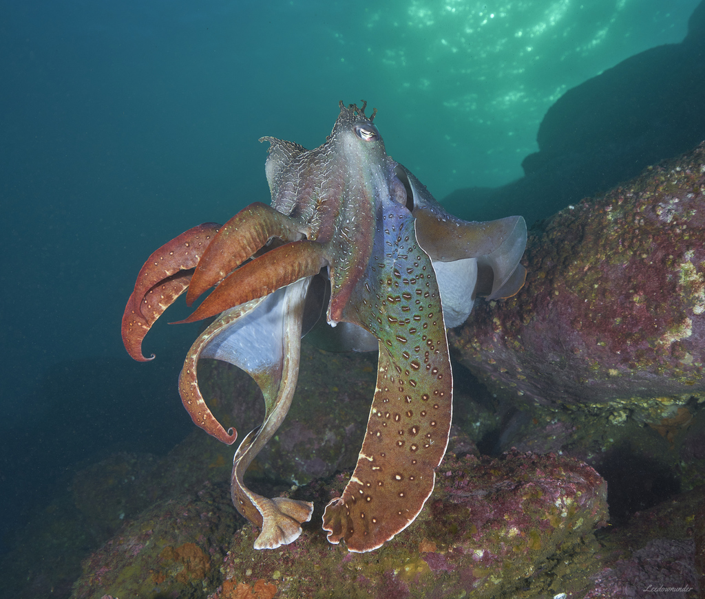 Seiche géante australienne