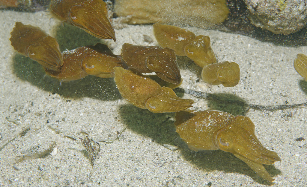 Seiche géante australienne