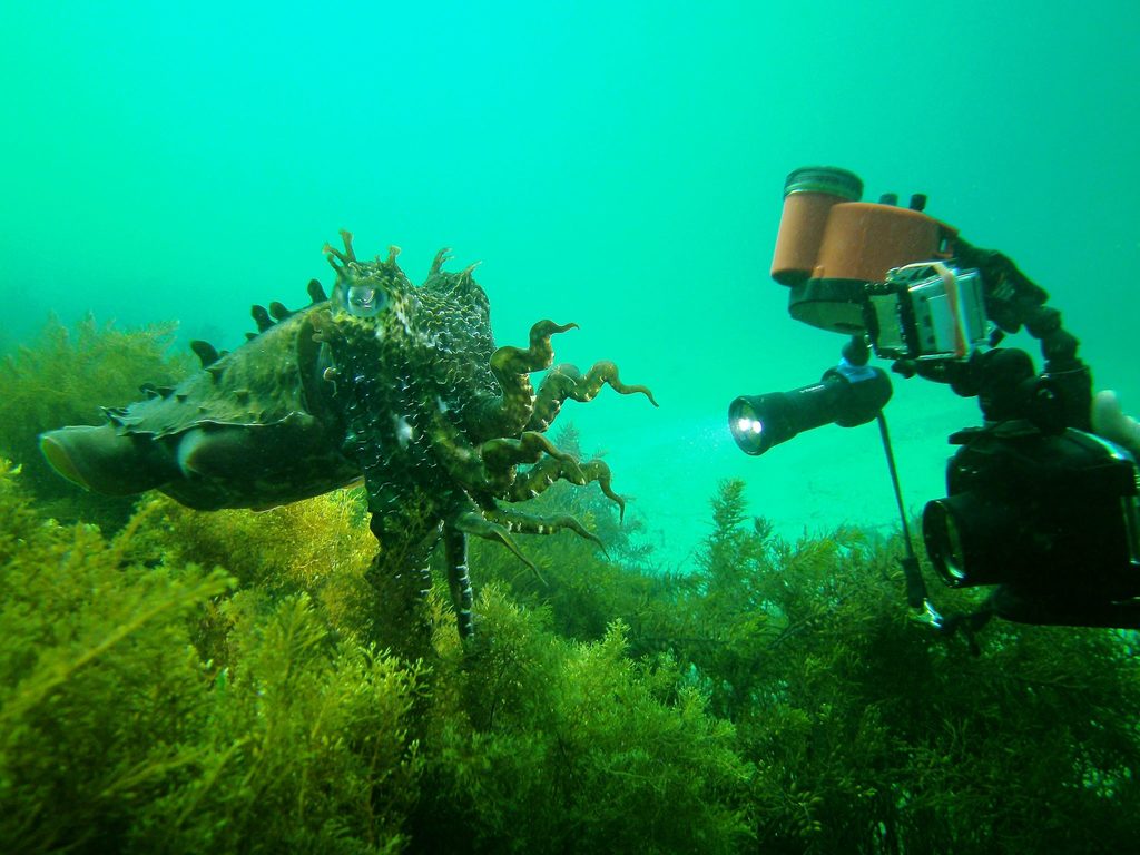 Seiche géante australienne