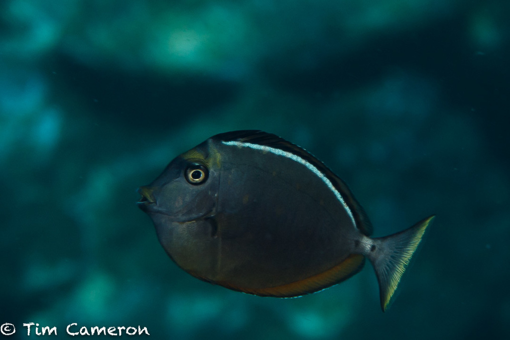 Pacific Orange-spine Unicornfish