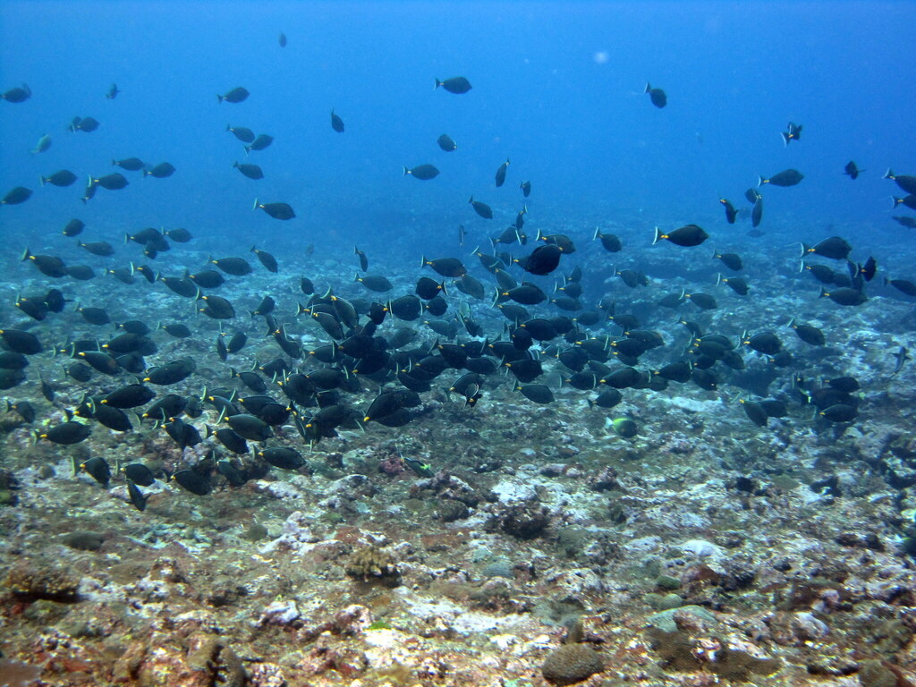 Pacific Orange-spine Unicornfish