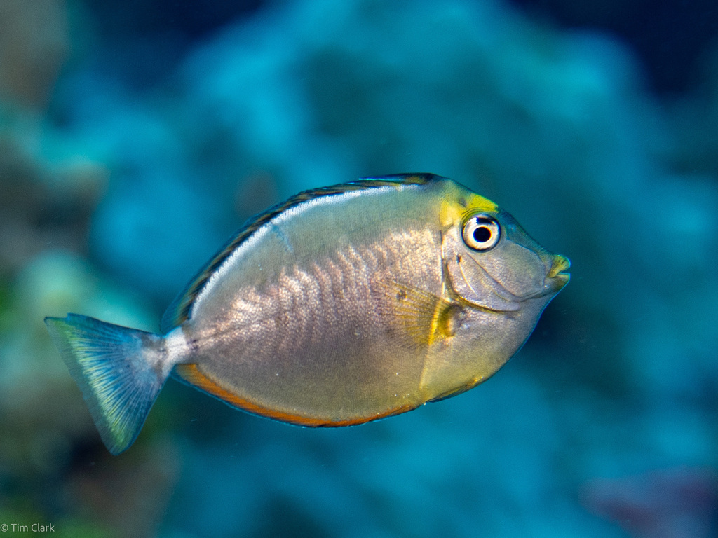 Pacific Orange-spine Unicornfish