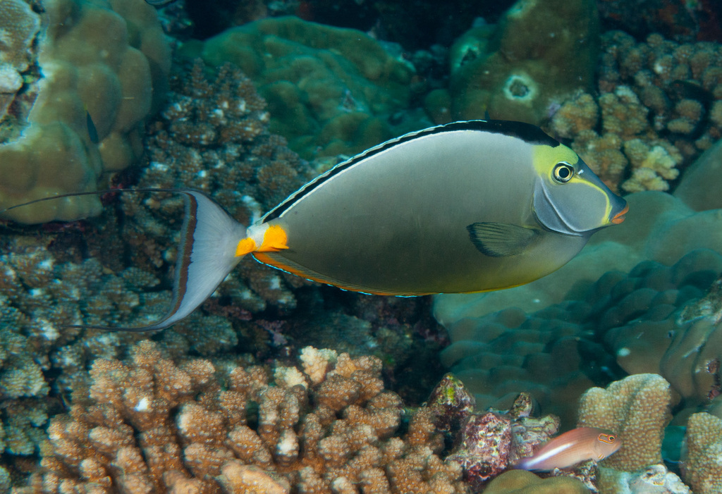 Pacific Orange-spine Unicornfish