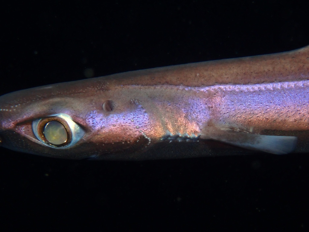 Velvet Belly Lantern Shark