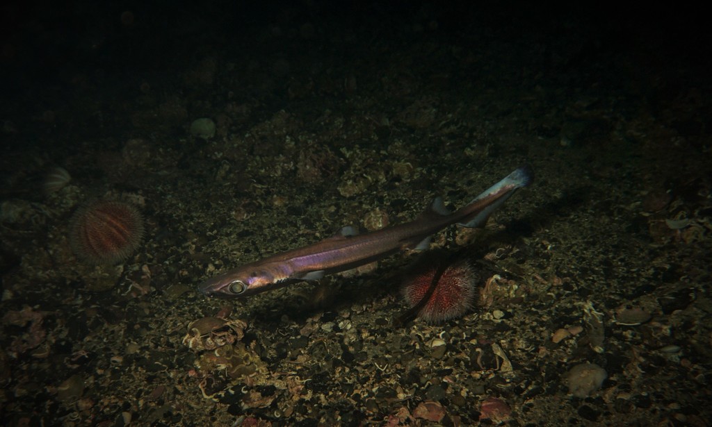 Velvet Belly Lantern Shark