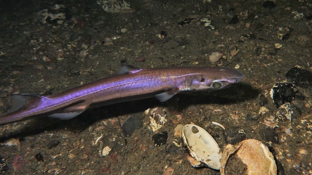 Velvet Belly Lantern Shark