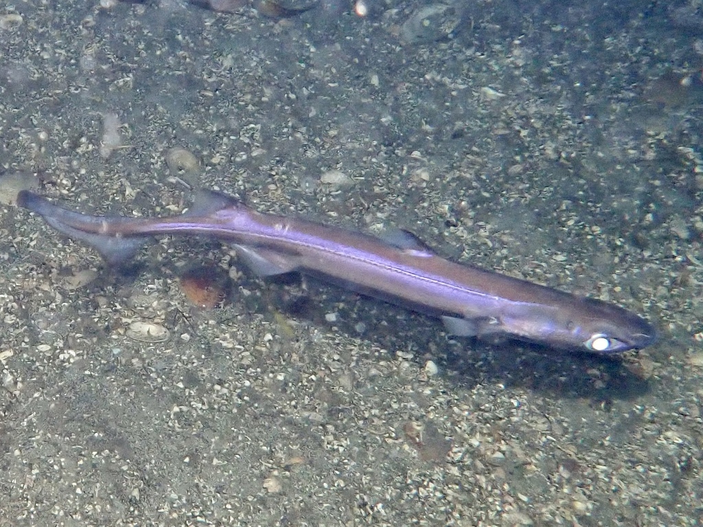 Velvet Belly Lantern Shark