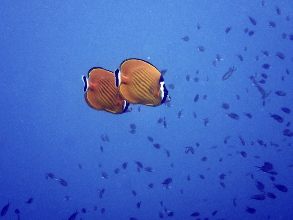 Hong Kong Butterflyfish