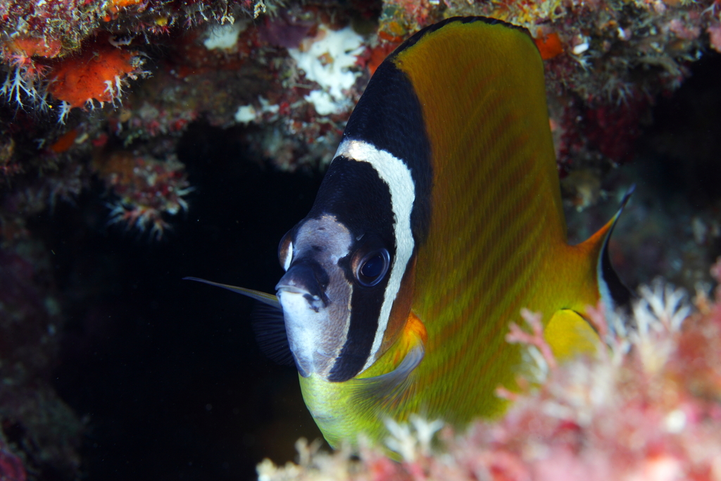 Hong Kong Butterflyfish