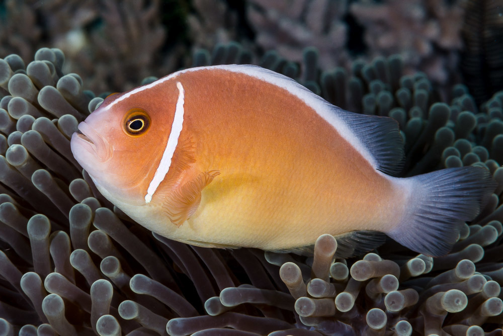 Poisson clown à collier