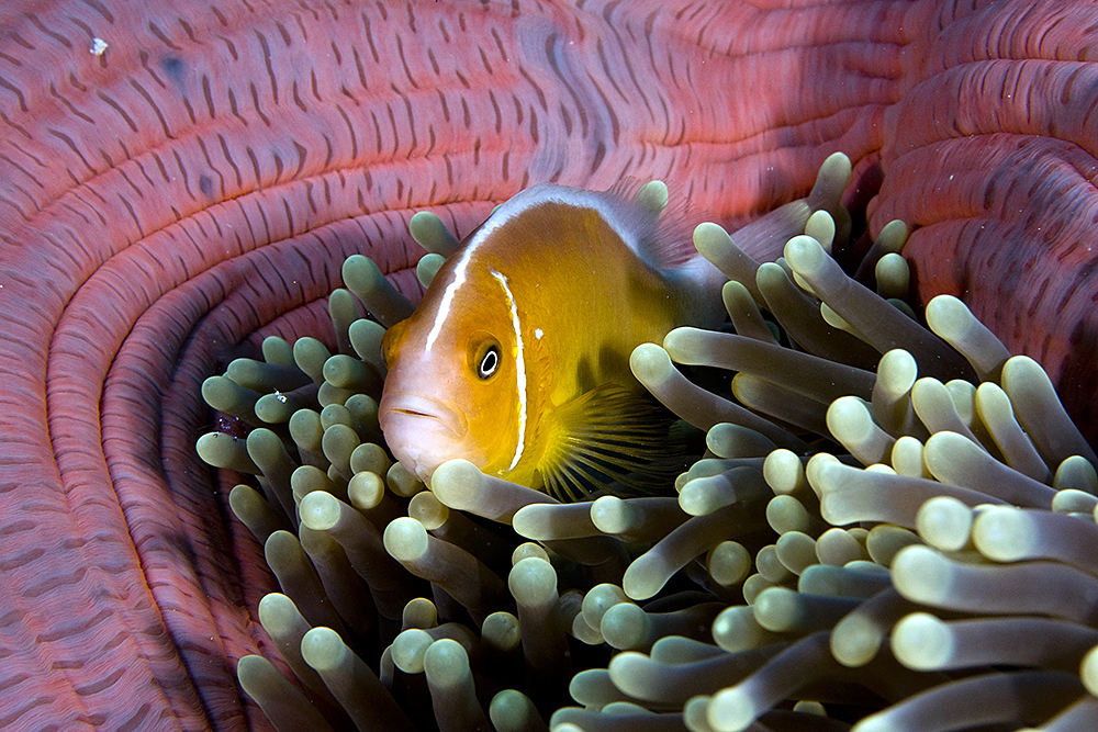 Poisson clown à collier