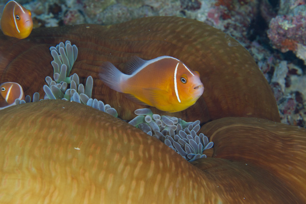 Poisson clown à collier