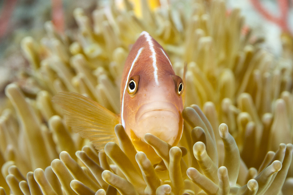 Poisson clown à collier