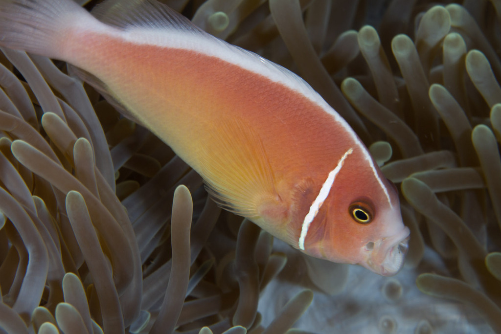 Poisson clown à collier