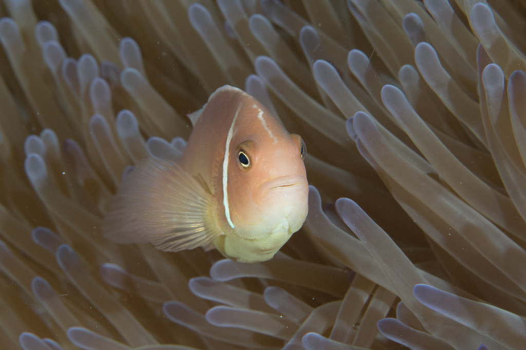 Poisson clown à collier
