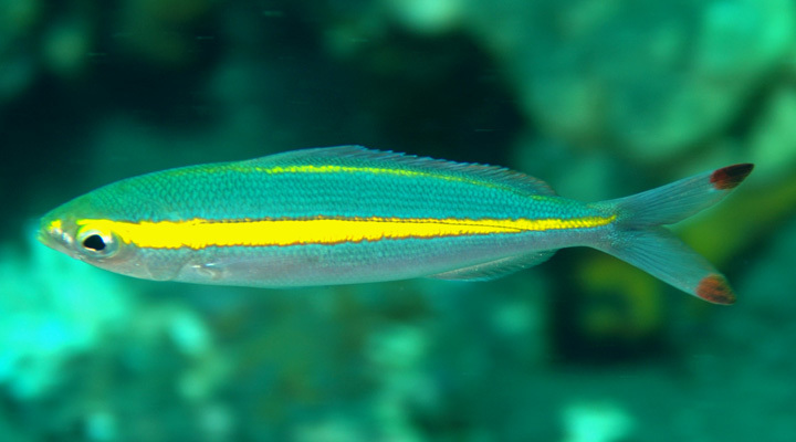 Yellowband Fusilier